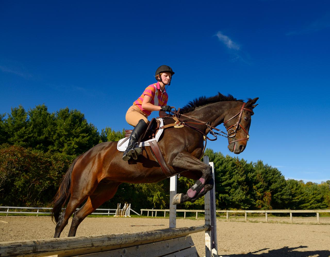 Sport-etude-equitation