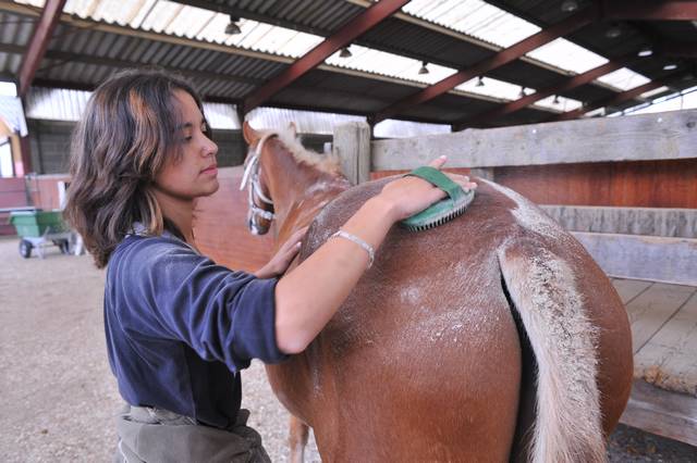 4ème 3ème métiers du cheval alternance